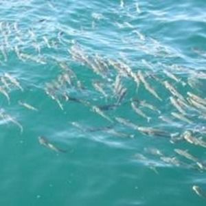 Meet your Posher, Mariana